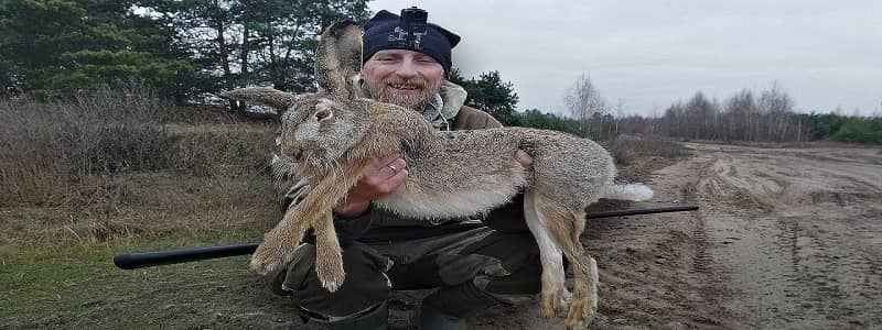 Большой заяц на охоте